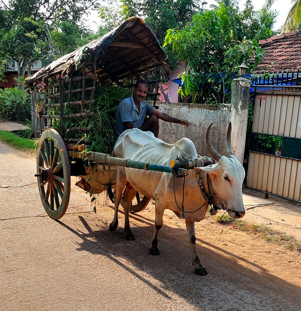 Bullock Cart Driver
