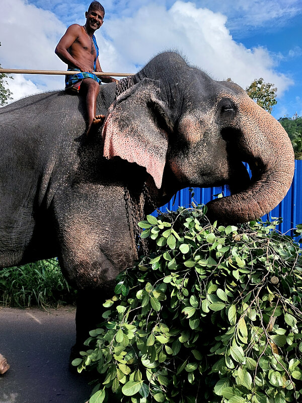 Elephant Handler