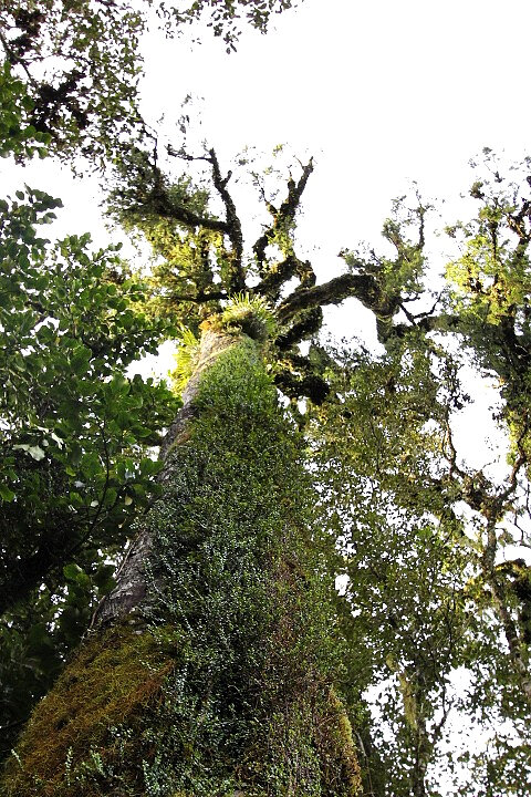 Rainforest Giant