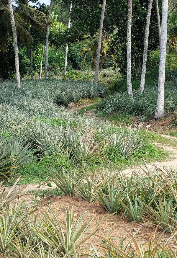 Pineapple Plantation