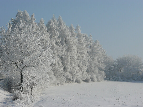 Winter Field