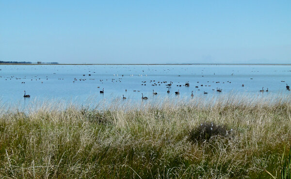 Lake Ellesmere