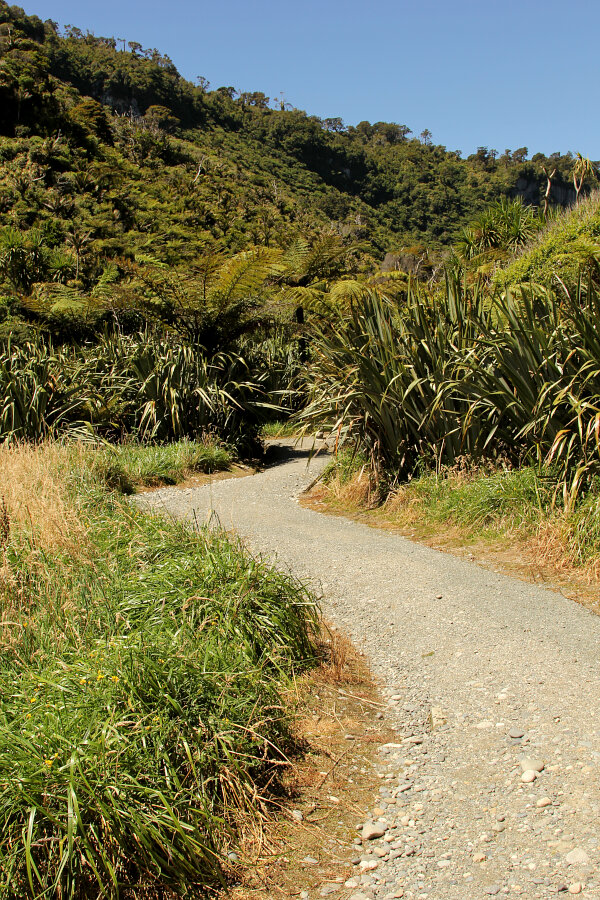 Pororari Track Rainforest