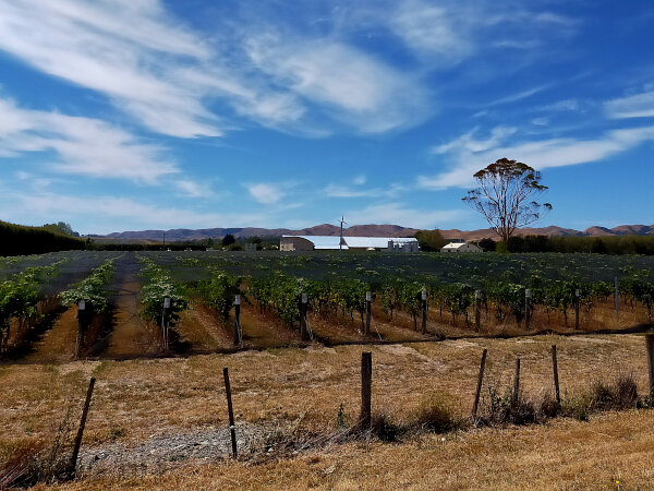 Martinborough Vines