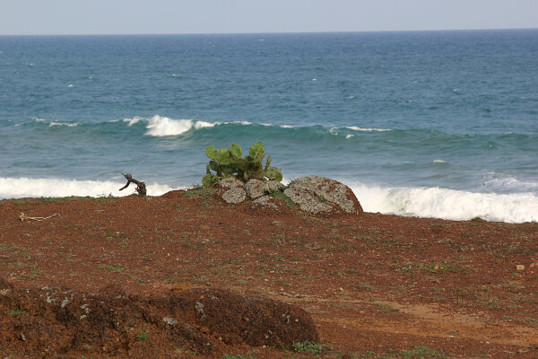 Coastal Scrubland