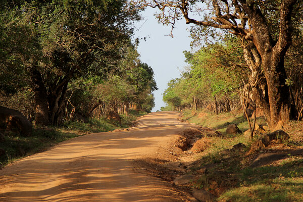 Yala Forest Road
