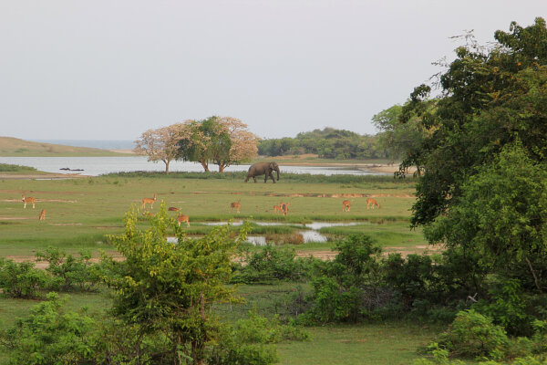 Yala Wetlands