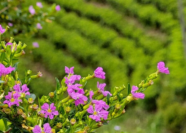 Tea Country Flowers