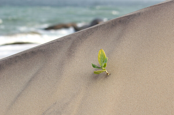Life on the Dune