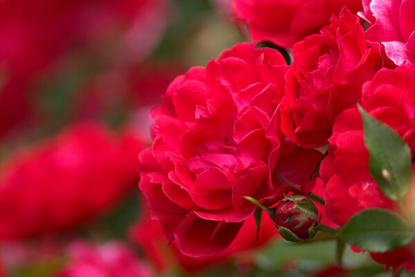 Red Rose