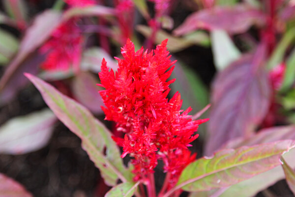 Pampas Plume Celosia
