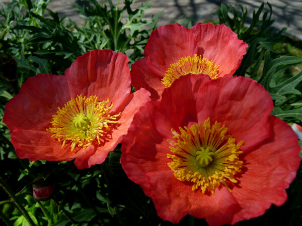 Iceland Poppy