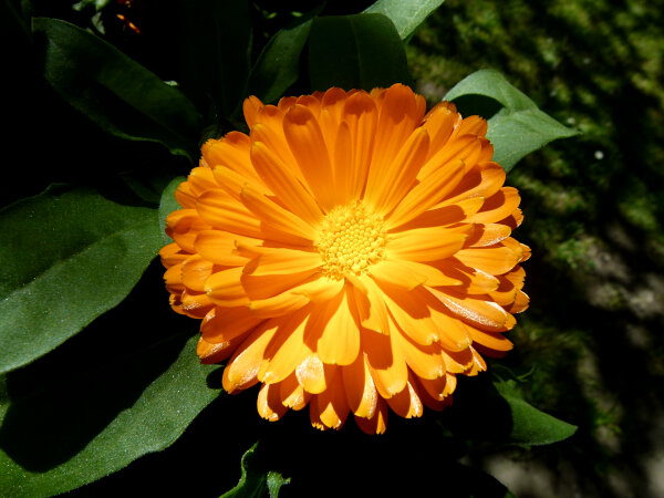 Pot Marigold