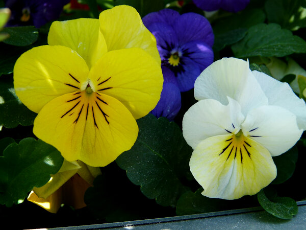 Garden Pansy
