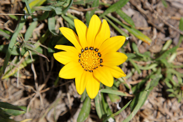 Gazania