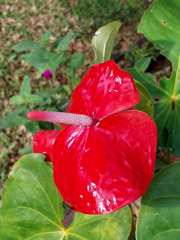 Flamingo Flower