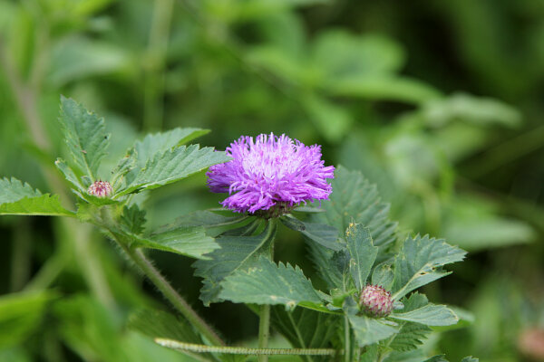 Brazilian Button Flower