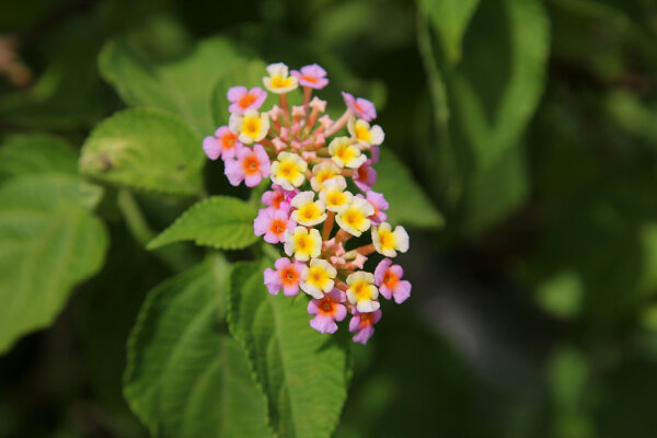 Lantana