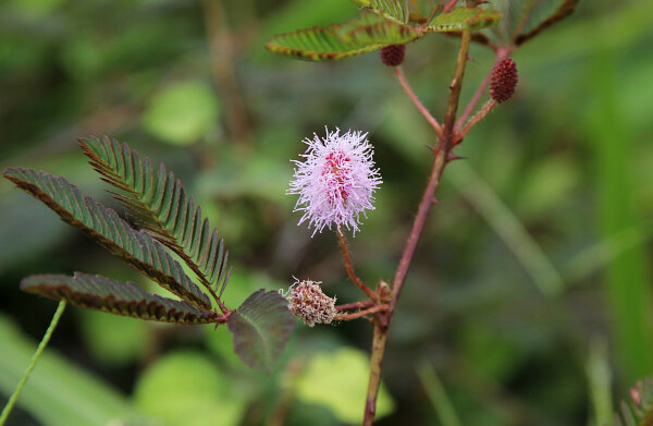 Sensitive Plant