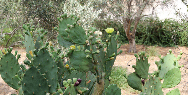 Cacti & Succulents