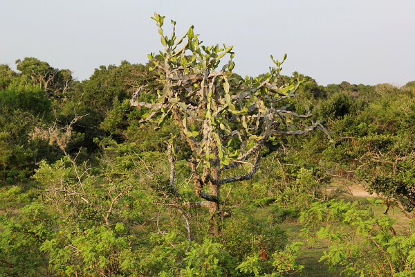 Indian Spurge Tree