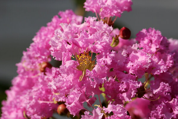 Crape Myrtle