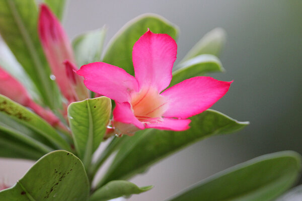 Desert Rose