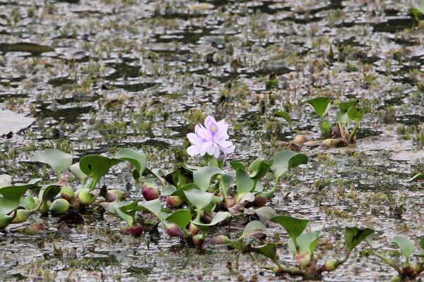 Water Hyacinth