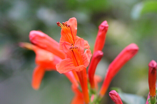 Cape Honeysuckle