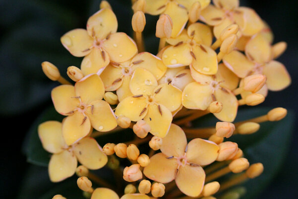 Chinese Ixora