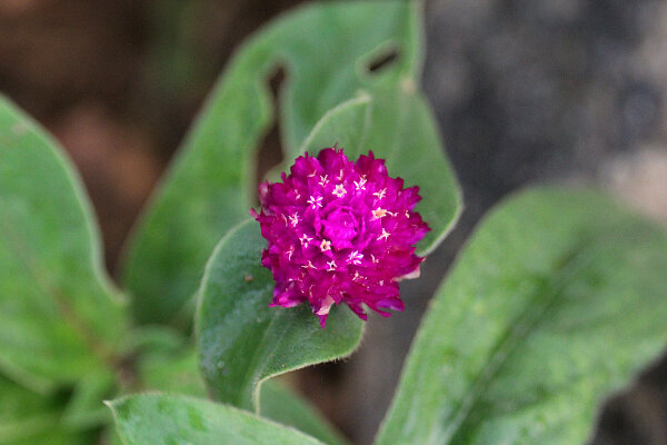Globe Amaranth