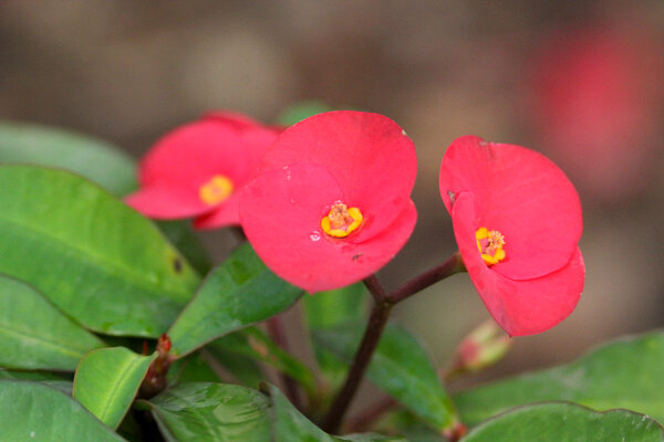 Thornless Crown of Thorns