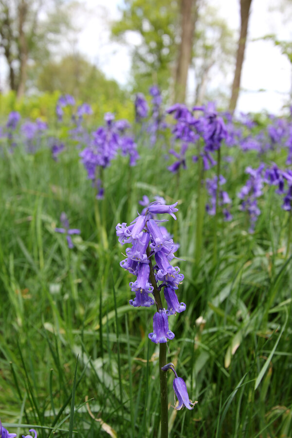Common Bluebell