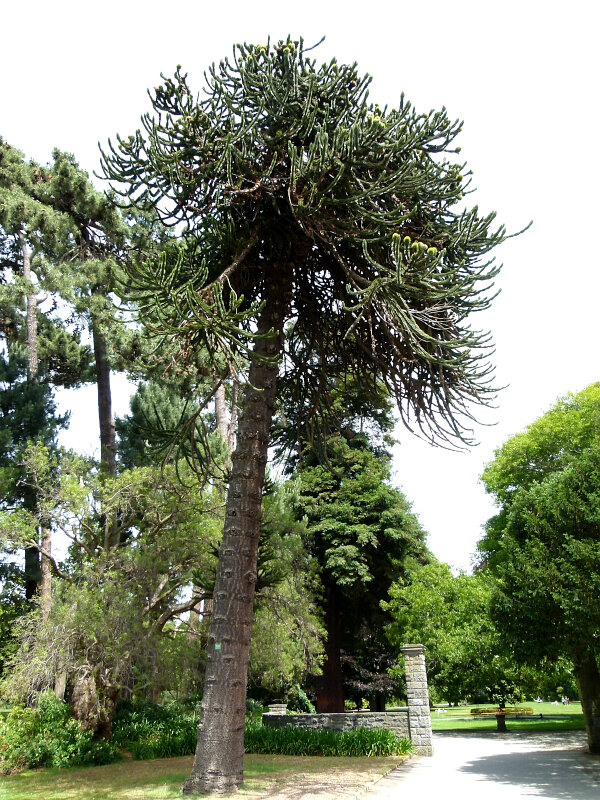 Monkey Puzzle Tree