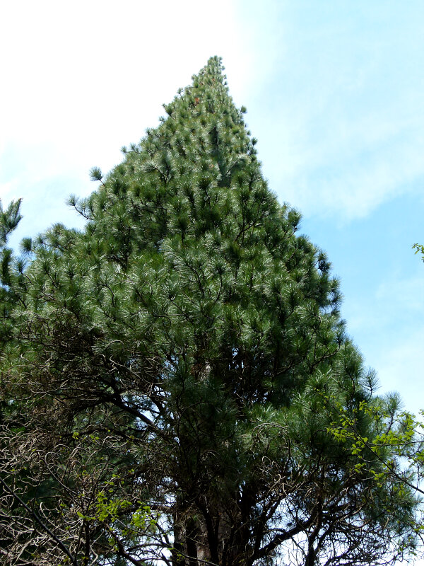 Radiata Pine