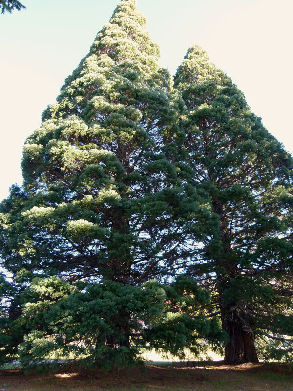 Giant Sequoia