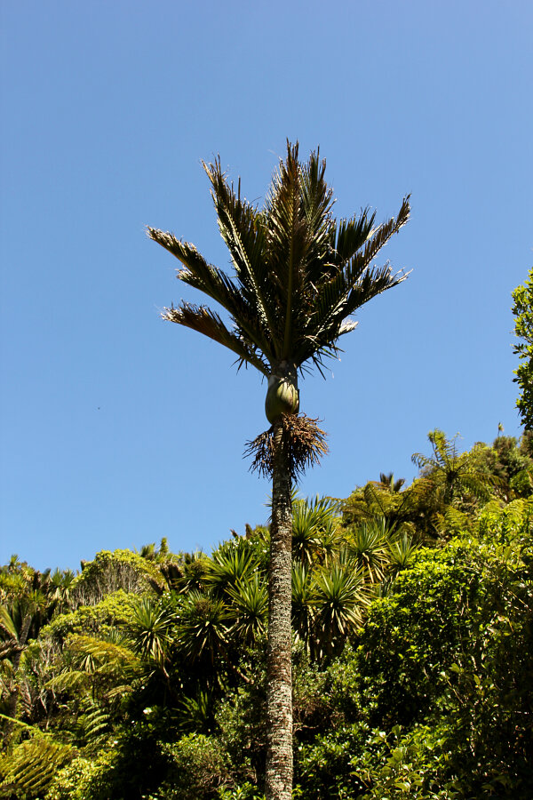 Nikau Palm