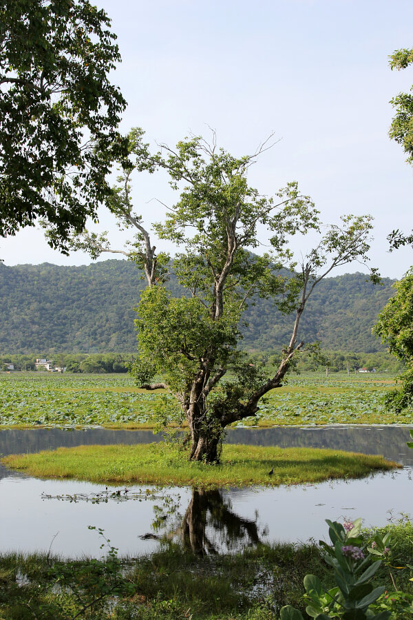 Kumbuk Tree