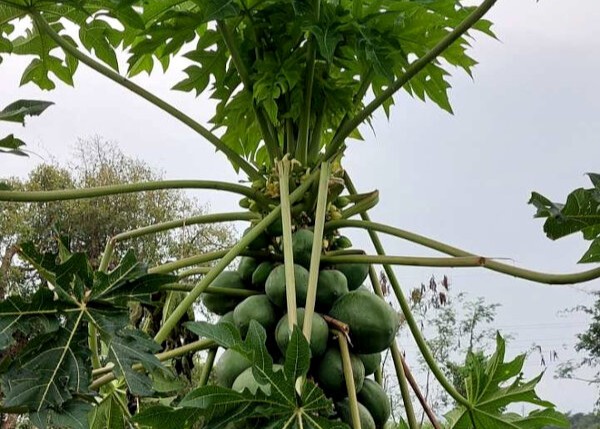 Papaya