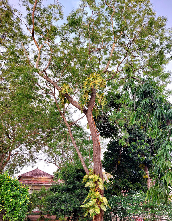 Rain Tree