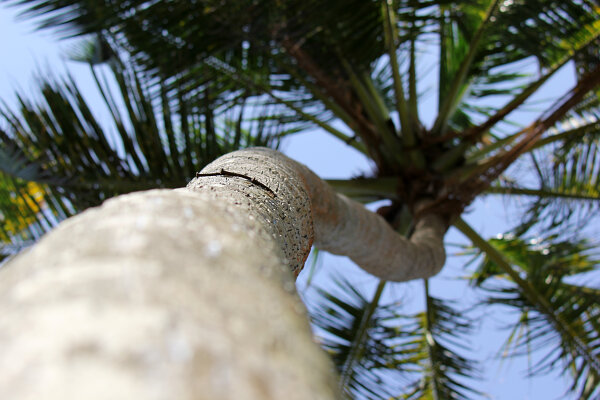 Coconut Palm
