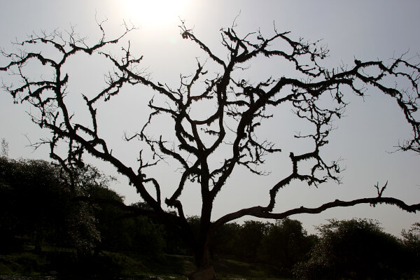 Silhouette Tree