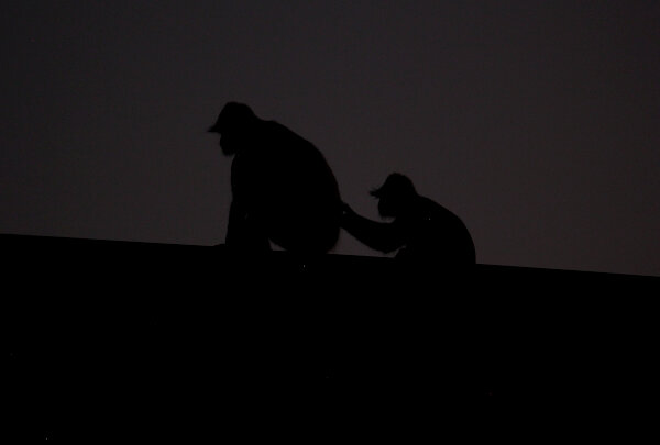 Langurs at Dusk