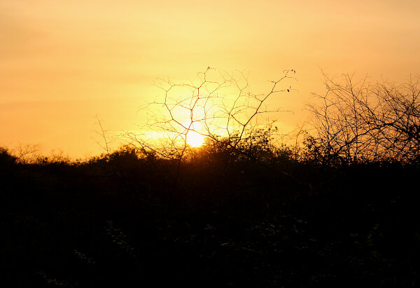 Sun Through the Scrub