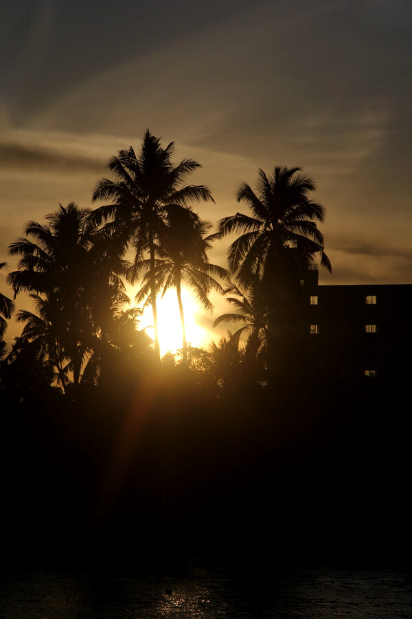 Palm silhouette sunrise