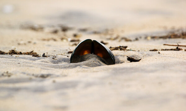 Shell on the Shore