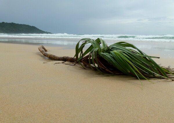 Palm on the beach
