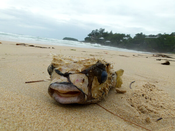 Dead Long-Spine Porcupinefish on the beach