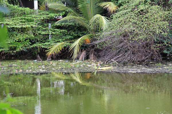 Rubbish on water