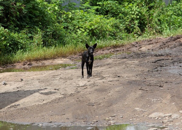 Stray Dog